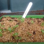 Cabbage seedlings in tray