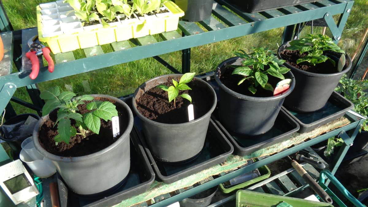 Self-Watering Wicking Pot Experiment - Allotment Garden Diary