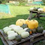 Huge Crop – Squash & Pumpkins