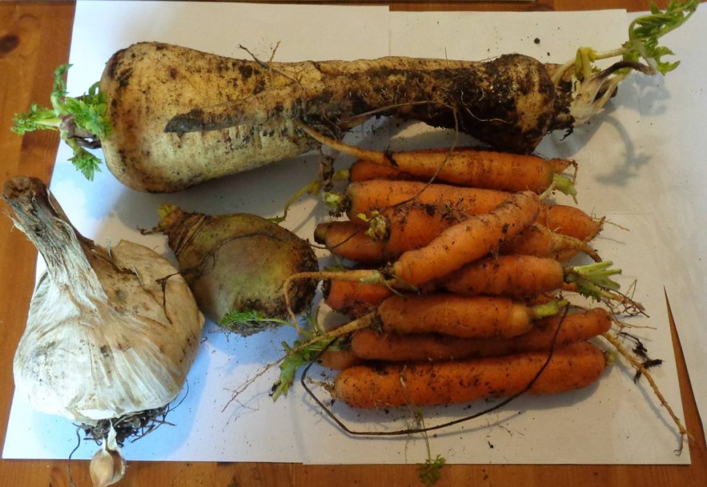 Parsnips, Carrots, Swede, Elephant Garlic