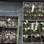 Brassica seedlings