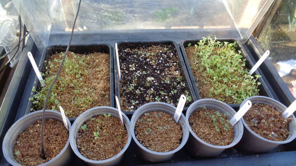 Brassica Seedlings in Propagator