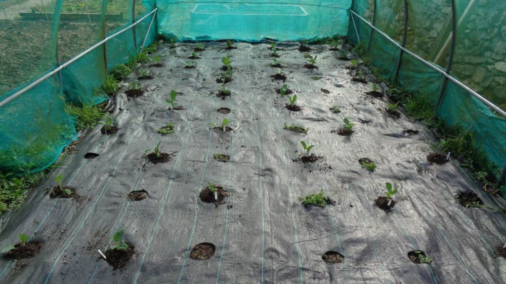 Brassicas planted in net tunnel through weed matting