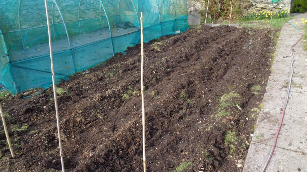 Soil ridges after potatoes planted