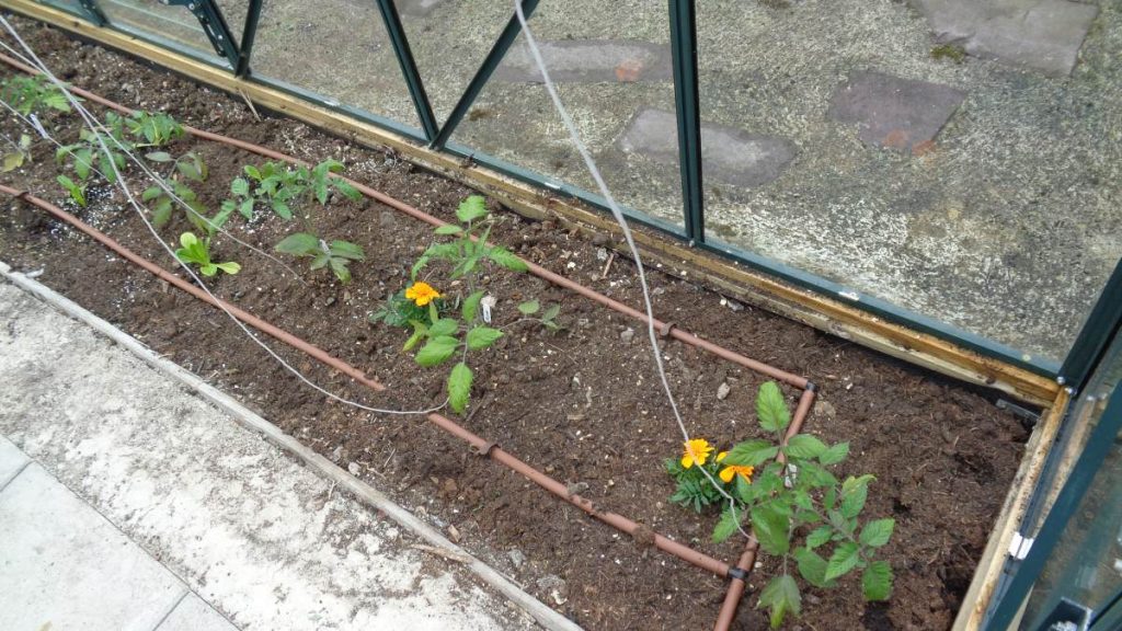 Tomatoes and Marigolds in Greenhouse Border