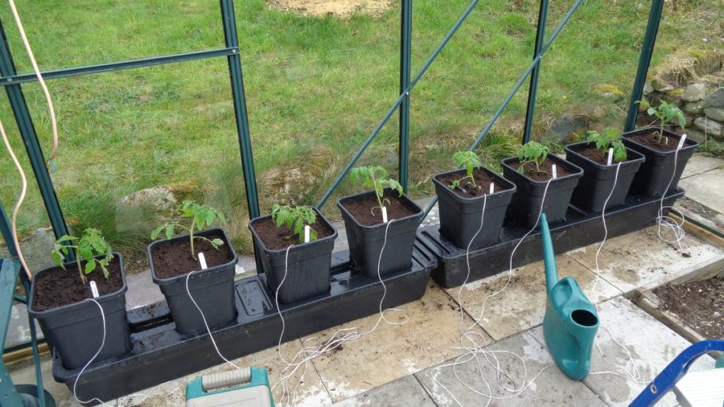 Tomatoes Planted in Quadgrows