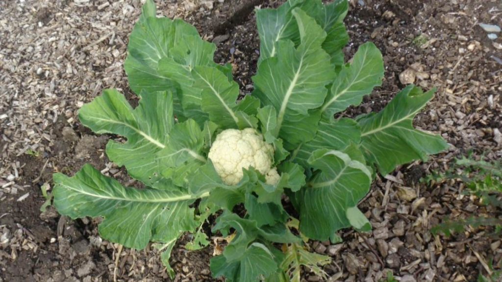 Cauliflower Growing