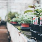 Buying in Plants