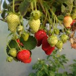 From Squash to Strawberries