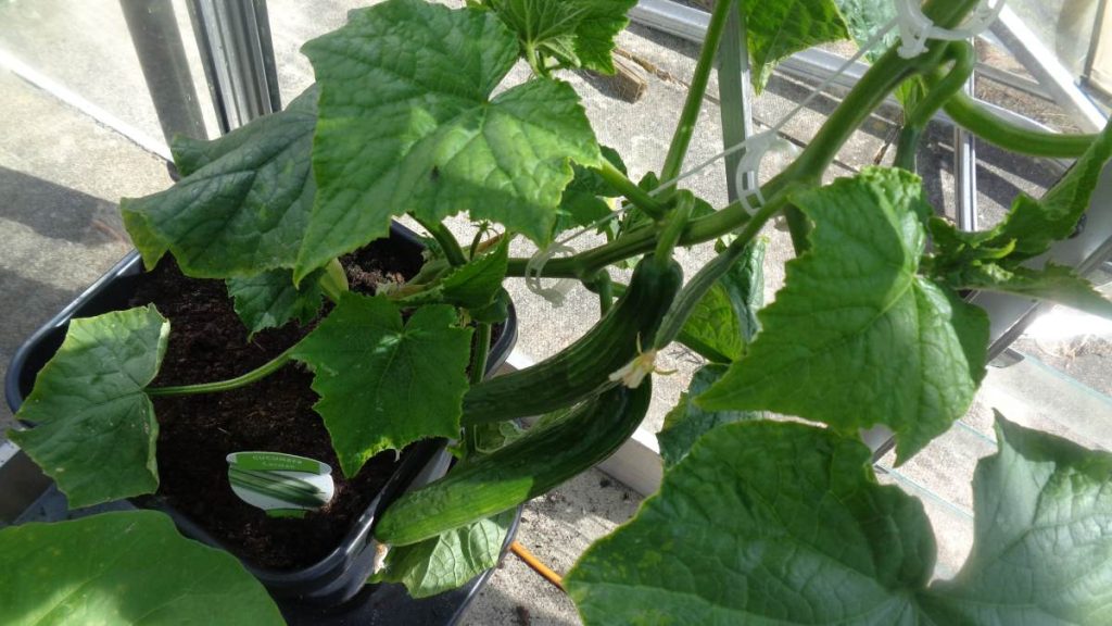 2 Carmen Cucumbers on plant