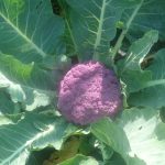 Cauliflower de Purple