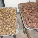 Time to Quit? Potato Harvest