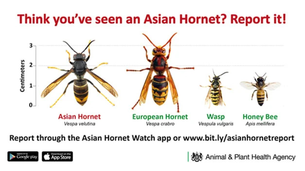 Asian Hornet compared with European Hornet, Wasp, Honey Bee