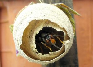 Asian hornet in primary nest