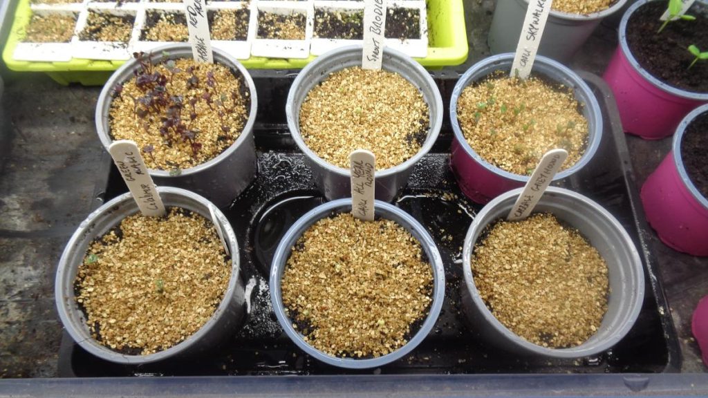 Brassica Seedlings in pots Emerging from Vermiculite 