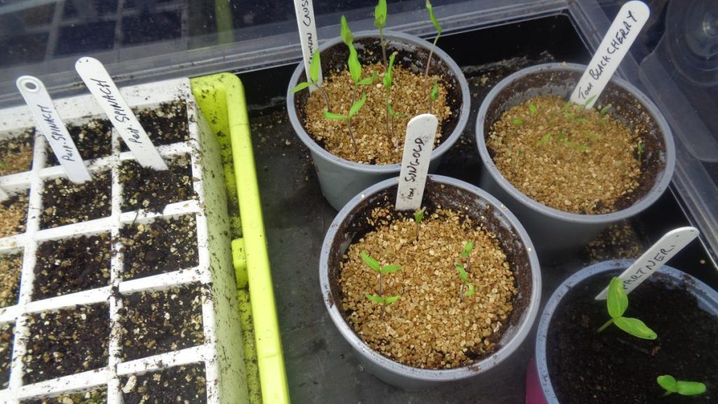 Tomato and Cucumber Seedlings