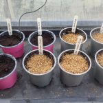 In the Potting Shed – Seed Sowing