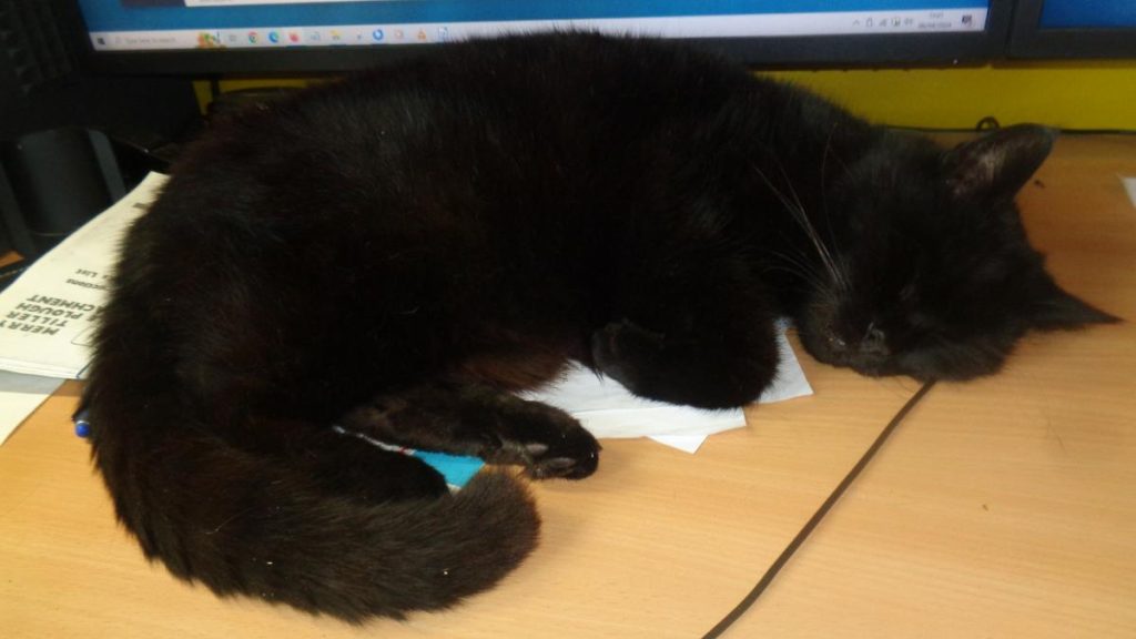Dexter Cat fast asleep on my desk