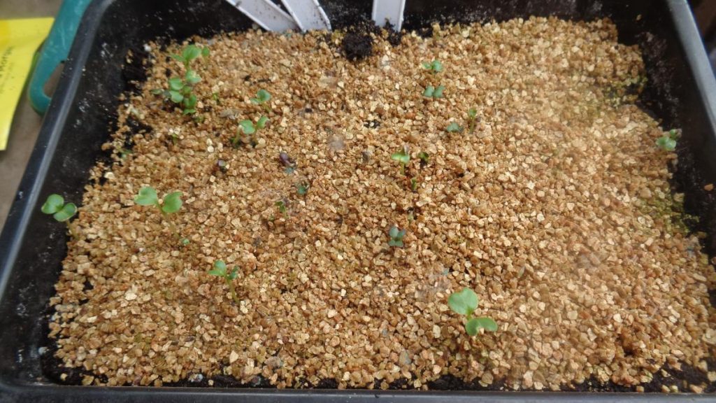 Hispi Cabbage Seedlings in Tray