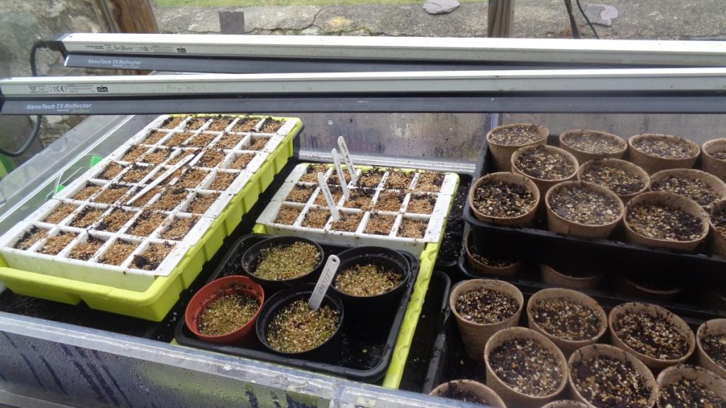 Seed trays stacked in propagator