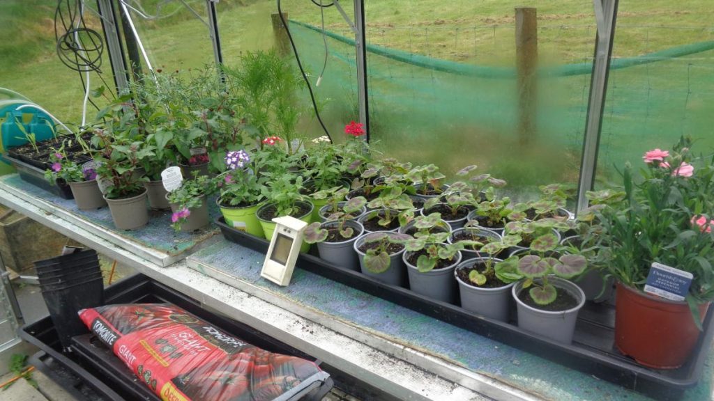 Pots of plants on greenhouse bench