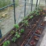 Tomatoes Planted in Greenhouse Border