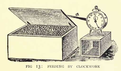 clockwork chicken feeder