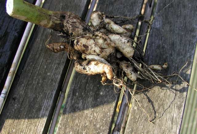 Clubroot affect Cauliflower Root