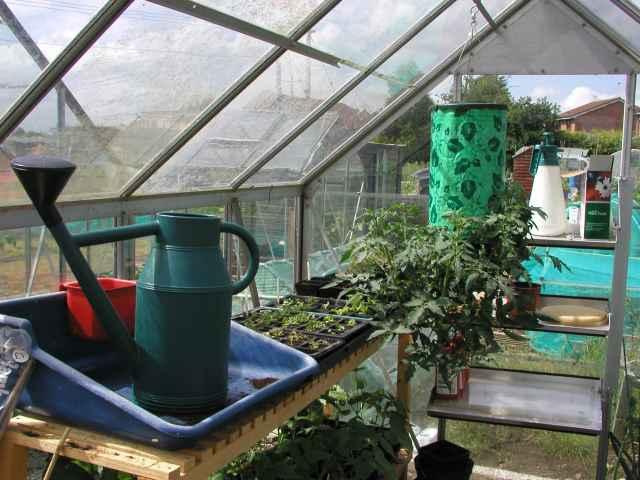 French Watering Can and Tomatoes in Small Greenhouse