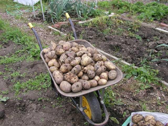 Kestrel Potatoes in Wheelbarrow