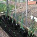 Large Onions and Peas in the Greehouse
