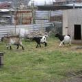 Clipstone Allotments Visit - Pygmy Goats