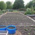 Potatoes Coming Up on Plot 5