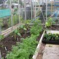 Large Greenhouse with Peppers, Carrots and Marigolds