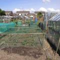 Brassicas in their cage on plot 29