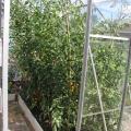Tomatoes Ripening in the Greenhouse