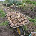 Kestrel Potatoes Harvested