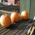 Pumpkins Now Ripe!