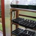 Trays on Greenhouse Bench