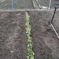 Plot 5, Potato Planting