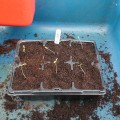 Transplanting Tomatoes 3