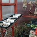 Chitting Potatoes / Home Built Greenhouse