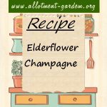 Elderflower Champagne Recipe