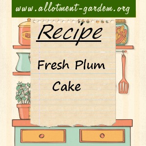fresh plum cake