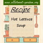 Hot Lettuce Soup Recipe
