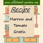 Marrow and Tomato Gratin Recipe