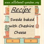 Swede baked with Cheshire Cheese Recipe