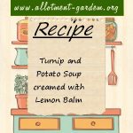 Turnip and Potato Soup creamed with Lemon Balm Recipe