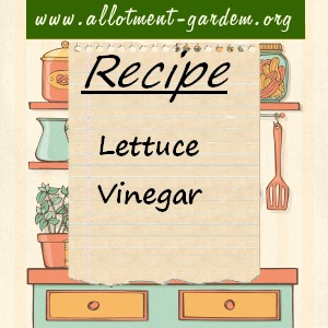 lettuce vinegar