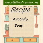 Avocado Soup Recipe